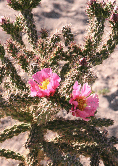 Cactus rose